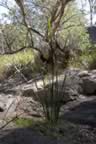 _MG_1671_copy.jpg (102kb)